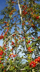 Female weeping youpon tree new growth with red berries 