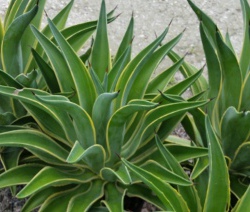 Agave Vareigated Smooth desmettiana