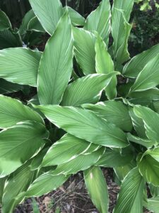 Foliage from above of variegated hidden ginger in the landscape showing variegated edging to the leaves