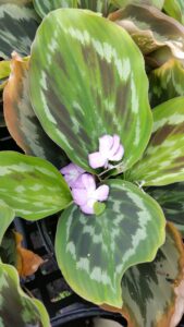 Peacock Ginger kaempferia pulchra silver spot  blooms emerging from the center of the foliage rosette