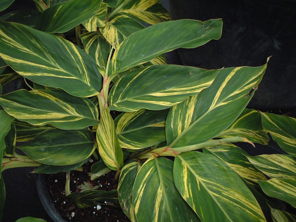 Ginger Variegated Shell foliage up close in a nursery container