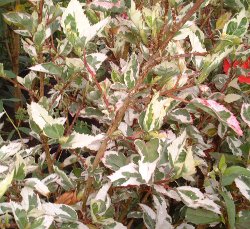 Hibiscus Snow Queen foliage up close showing white and pink variegation on the leaves