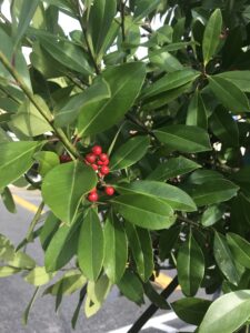 Dahoon Holly foliage up close