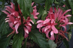 Jacobinia Pink Brazillian Plume Flower 