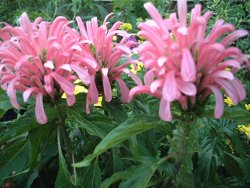 Brazilliam Plume Flower Jacobinia pink St. Augustine Florida