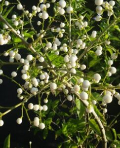 Seed pods forming after the blooms are finished on the Night Blooming Jasmine cestrum nocturnum plant 