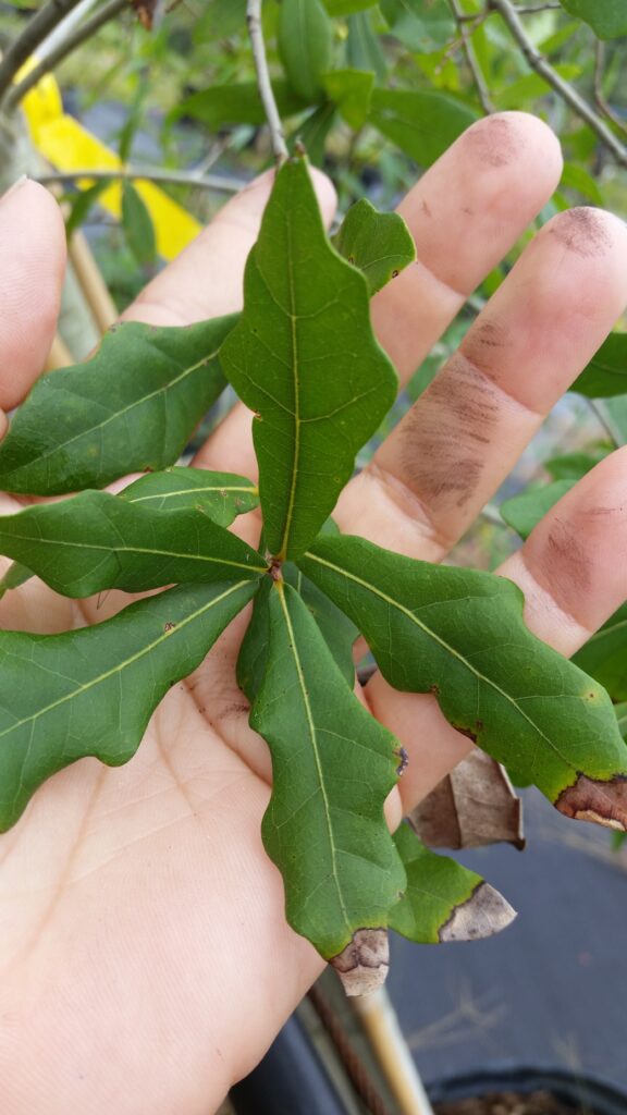 Laurel oak Leaves up close in hand showing size of leaf blades