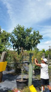 Loquat tree 30 galoon container S & J Nursery St. Augustine Florida