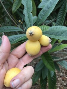 Loquat ' Bradenton ' Fruit