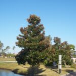 Magnolai D.D. Blanchard Magnolia grandiflora in the St. Augustine Florida Landscape