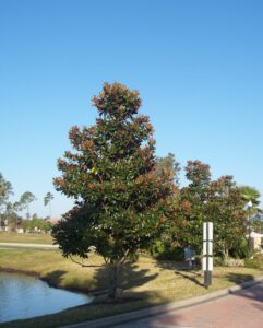 Magnolai D.D. Blanchard Magnolia grandiflora in the St. Augustine Florida Landscape