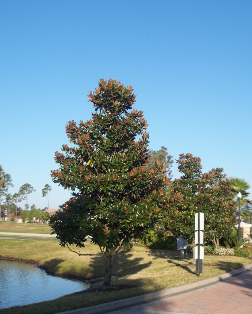 Magnolai D.D. Blanchard Magnolia grandiflora in the St. Augustine Florida Landscape