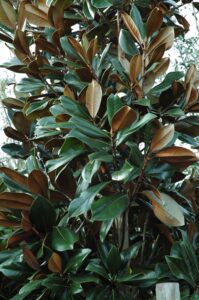 Magnolia D.D. Blanchard Foliage up close St. Augustine Florida