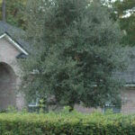 Live Oak in the St. Augustine area Landscape