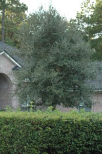 Live Oak in the St. Augustine area Landscape 