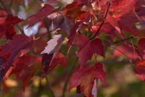 Red maple Fall foliage color 