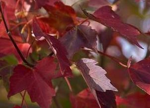 Red maple Fall foliage color