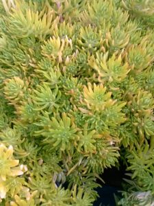 Sedum angelina bright yellow foliage in early spring