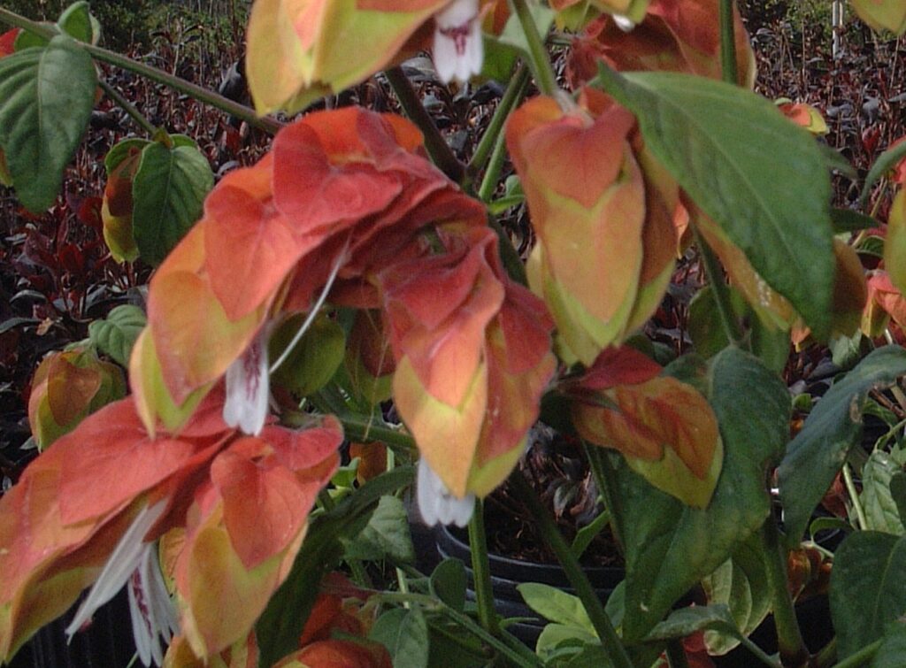 Shrimp plant orange red St. Augustine Florida blooms up close