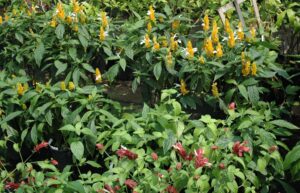 Red and Yellow shrimp plants together