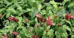 Shrimp Plant Red blooming on new growth St. Augustine Florida 