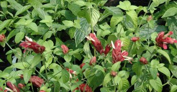 Shrimp Plant Red St. Augustine Florida