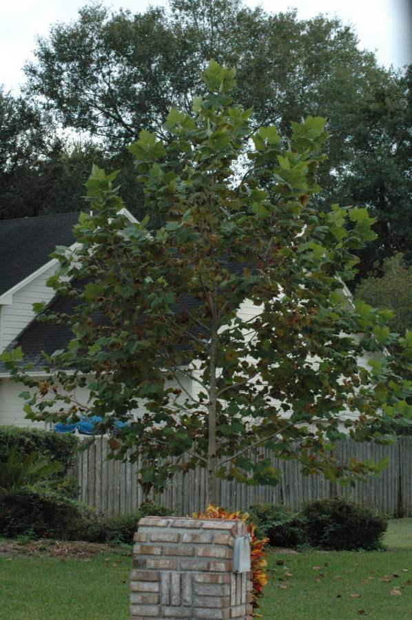 Sycamore tree in the Northeast Florida home landscape