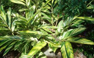 Variegated Shell Ginger growing in partial sun and partial shade in the St. Augustine area Landscape 