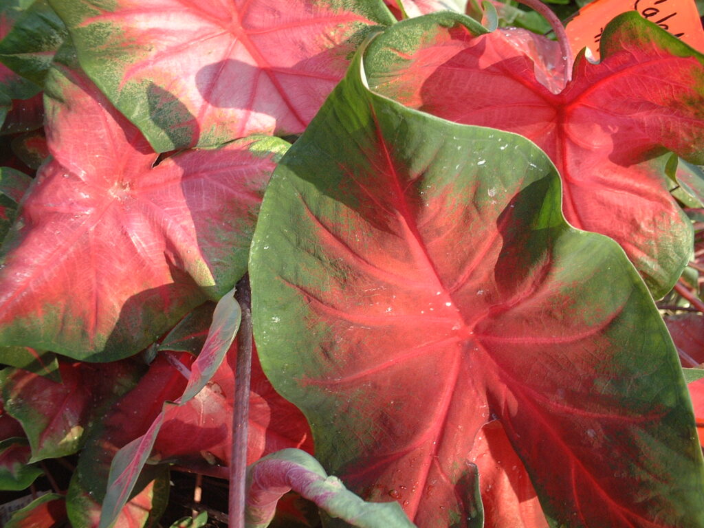 Caladium red 