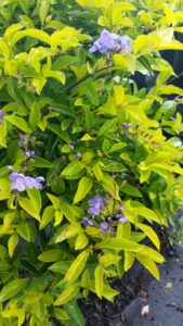 Gold Mound Duranta blooms up close