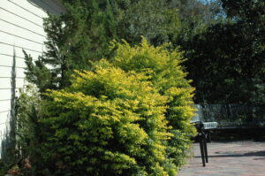 Gold Mound Duranta large in the landscape