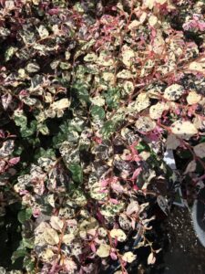 loropetalum Jazz hands foliage up close showing variegation