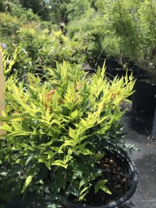 Nandina Lemon Lime showing a flush of new growth in spring