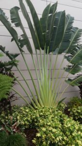 Travelers palm 