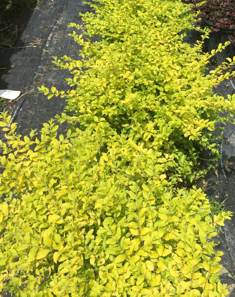 Sunshine Ligustrum folaige in three gallon nursery containers