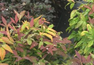 Dwarf Nandina Blush Pink foliage up close