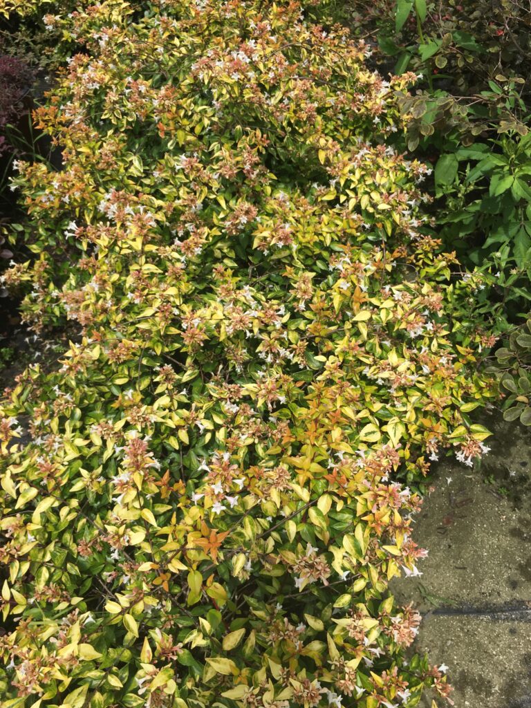 This image has an empty alt attribute; its file name is Abelai-variegated-foliage-and-blooms-768x1024.jpg