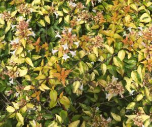 Abelia Grandiflora Sunshine daydream foliage and blooms up close  clsoe