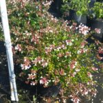 Abelia Rose Creek 3 gallon Crop blooming