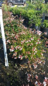 Abelia Rose Creek 3 gallon Crop blooming