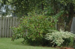 Large Bbeauty Berry Callicarpa americana in Northeast Florida landscape