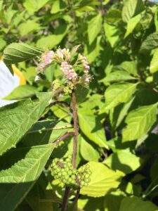 Beauty Berry Flowers St. Augustine Florida 