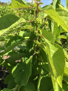 Up close of the fruits forming on Beauty berry plant St. Augustine Florida 