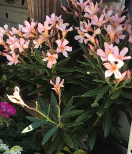 Dwarf Oleander Petite Salmon Flaige and blooms up close in St. Augustine Florida