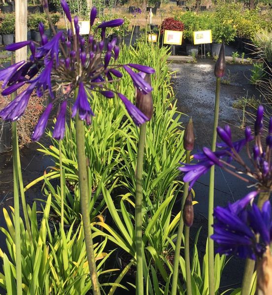 Agapanthus S and J Nursery crop in bloom