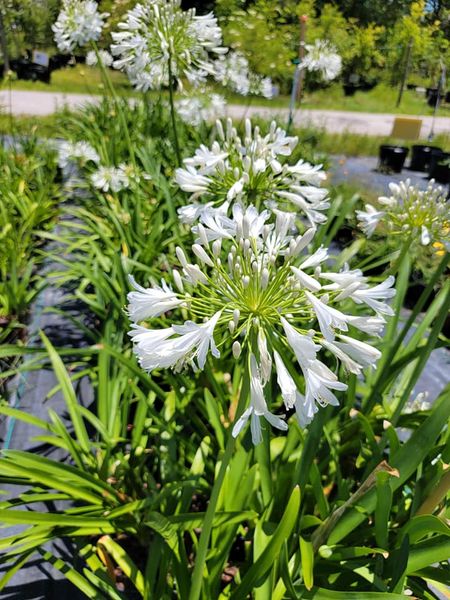 Agapanthus getty White S and J nursery crop in bloom