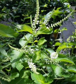 Almond Bush flower up close