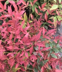 nandina dwarf Obsession