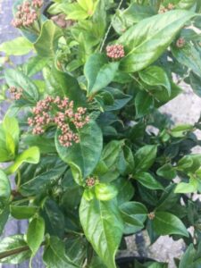 Viburnum spring bouquet