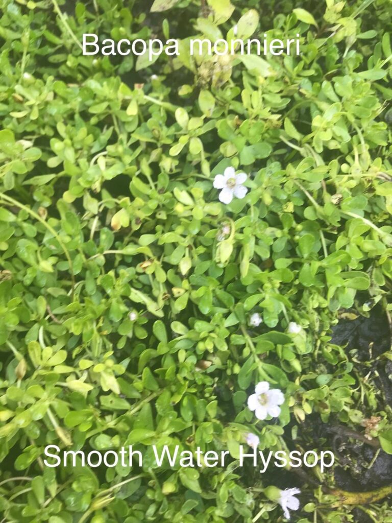 Bacopa monnieri Water hyssop